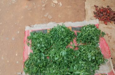 Fenogreco (Methi / Trigonella foenum-graecum)