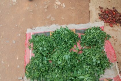 Fenogreco (Methi / Trigonella foenum-graecum)