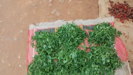 Fenogreco (Methi / Trigonella foenum-graecum)