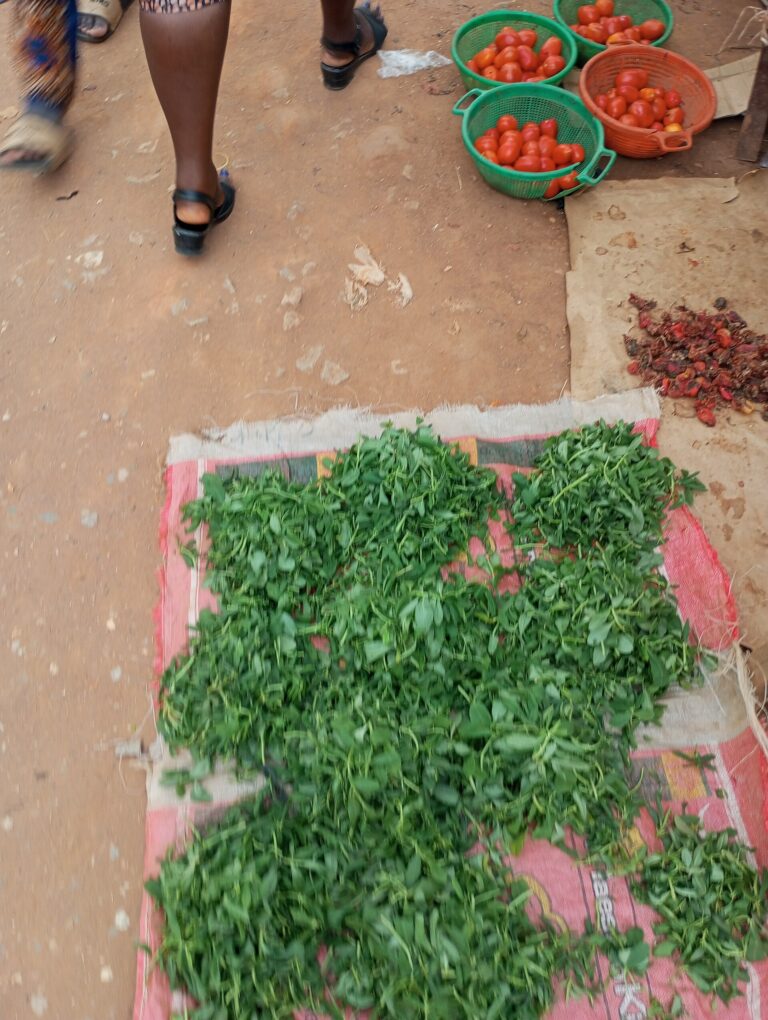Fenogreco (Methi / Trigonella foenum-graecum)