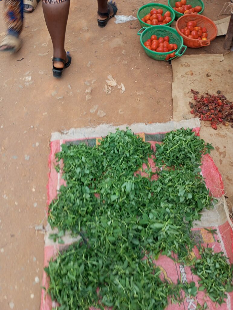 Fenogreco (Methi / Trigonella foenum-graecum)