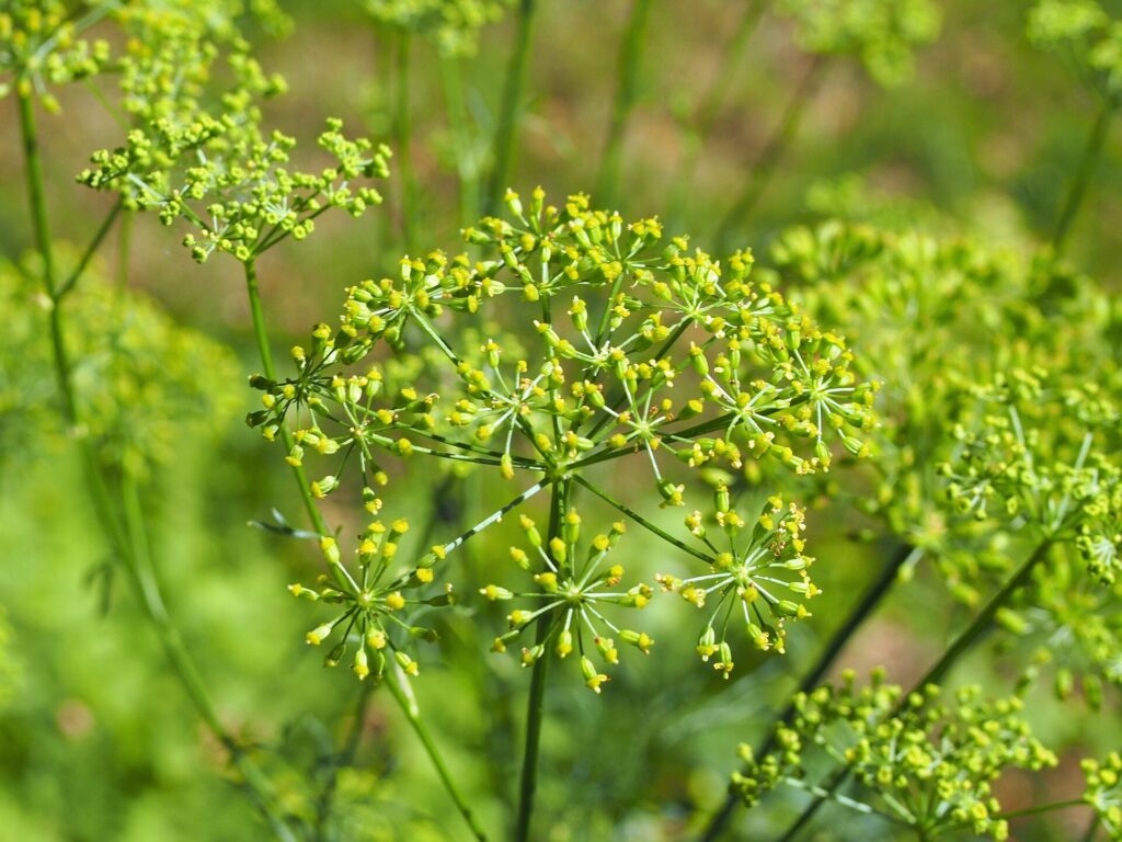 Asafétida (Hing / Ferula asafoetida)