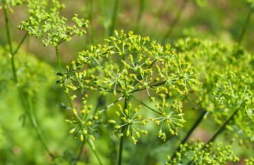 Asafétida (Hing / Ferula asafoetida)