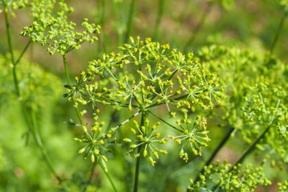 Asafétida (Hing / Ferula asafoetida)
