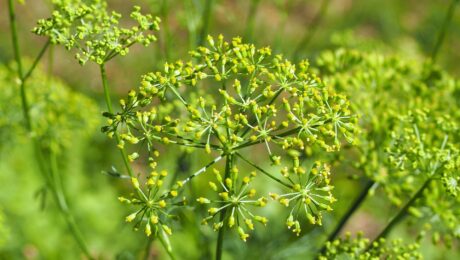 Asafétida (Hing / Ferula asafoetida)