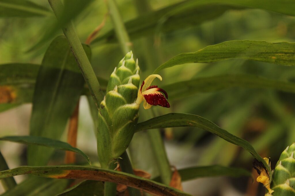 Jengibre (Śuṇṭhī / Zingiber officinale)