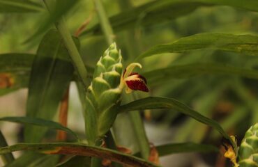 Jengibre (Śuṇṭhī / Zingiber officinale)