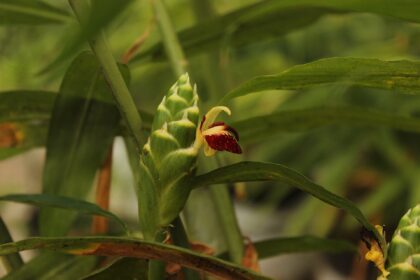 Jengibre (Śuṇṭhī / Zingiber officinale)