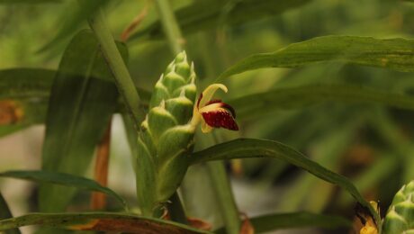 Jengibre (Śuṇṭhī / Zingiber officinale)