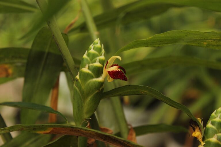 Jengibre (Śuṇṭhī / Zingiber officinale)