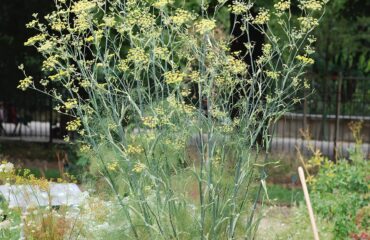 Hinojo (Śatapushpā / Foeniculum vulgare)