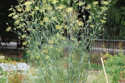Foeniculum July 2011-1a Hinojo (Śatapushpā / Foeniculum vulgare)