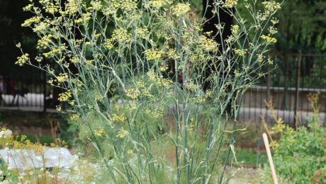 Hinojo (Śatapushpā / Foeniculum vulgare)