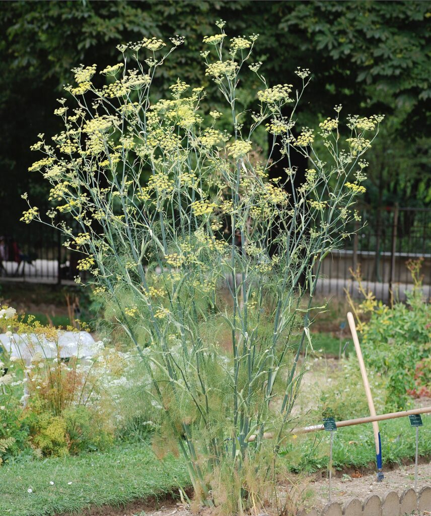 Hinojo (Śatapushpā / Foeniculum vulgare)