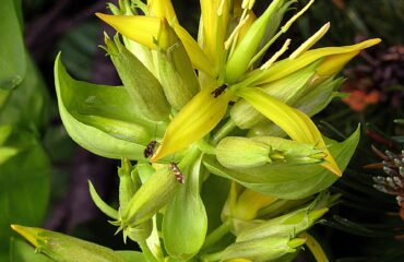 Genciana (Kirāta / Gentiana spp.)