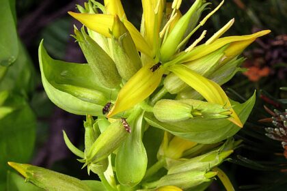 Genciana (Kirāta / Gentiana spp.)