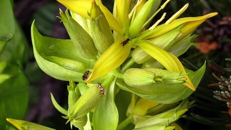 Genciana (Kirāta / Gentiana spp.)