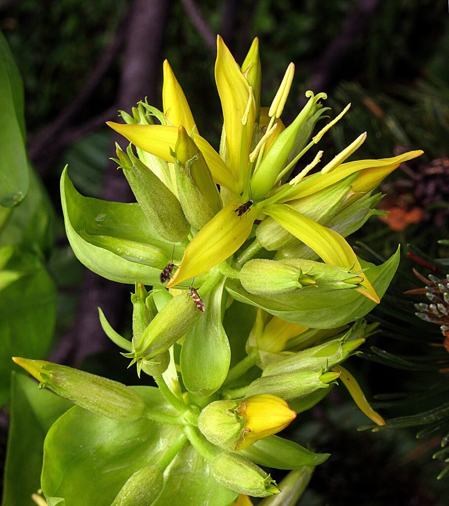 Genciana (Kirāta / Gentiana spp.)
