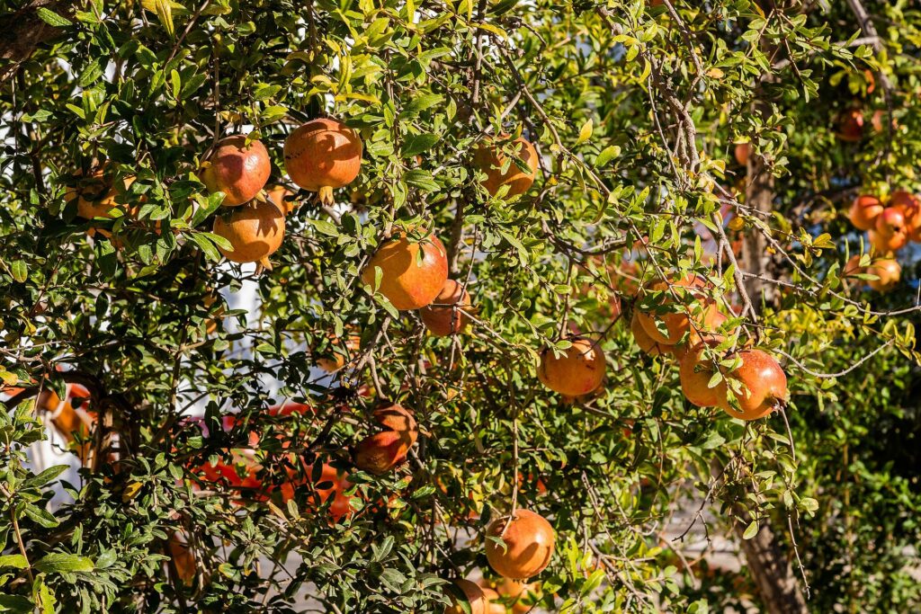 Granado (Dāḍima / Punica granatum)