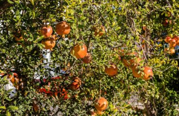 Granado (Dāḍima / Punica granatum)