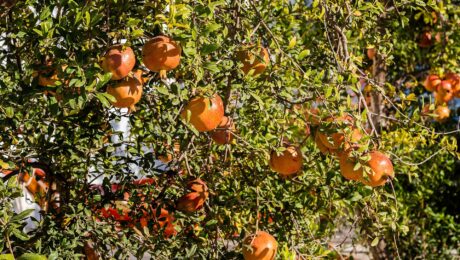 Granado (Dāḍima / Punica granatum)