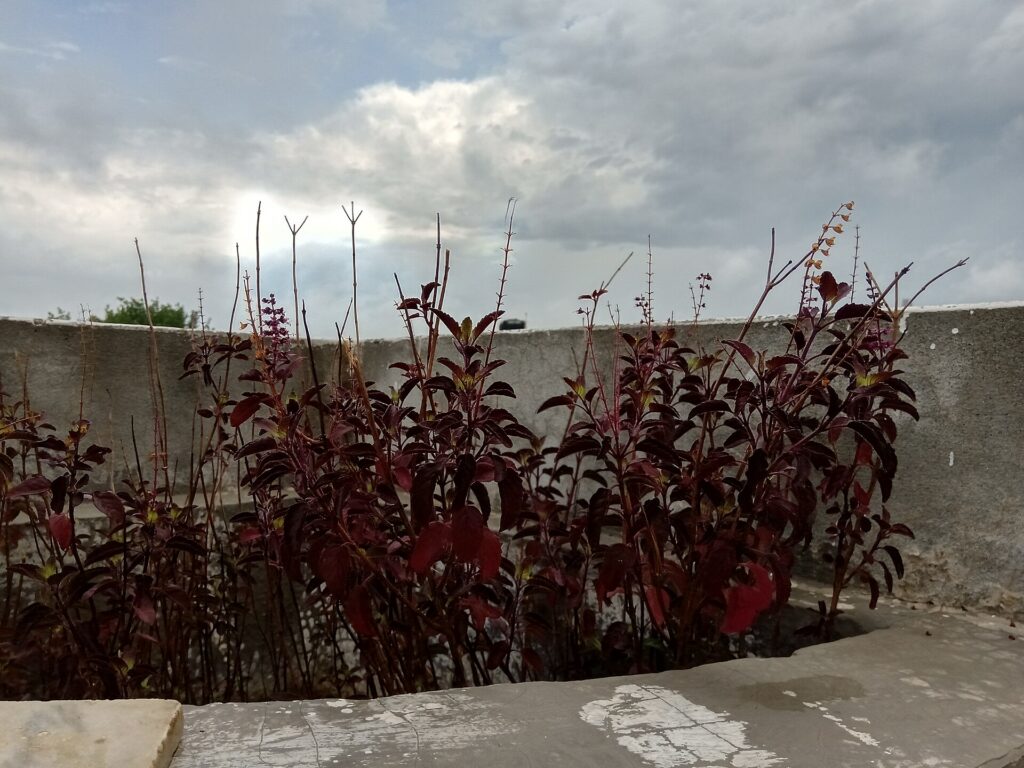 Albahaca (Tulsī / Ocimum spp.)
