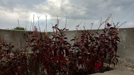 Albahaca (Tulsī / Ocimum spp.)