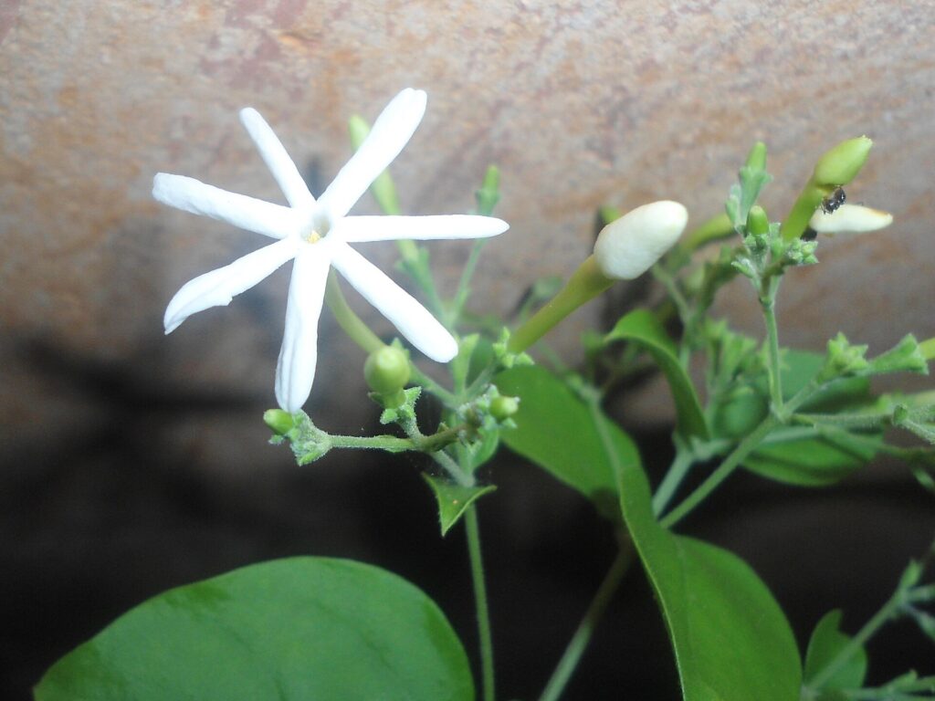 Jazmín — flor (Jati / Jasminum grandiflorum)