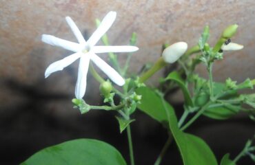 Jazmín — flor (Jati / Jasminum grandiflorum)