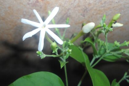 Jazmín — flor (Jati / Jasminum grandiflorum)