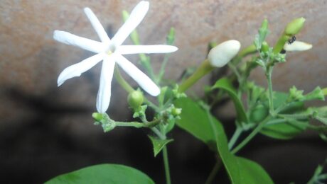Jazmín — flor (Jati / Jasminum grandiflorum)