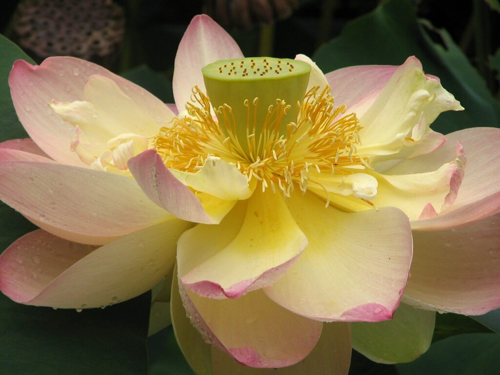 Loto (Padma / Nelumbo nucifera)