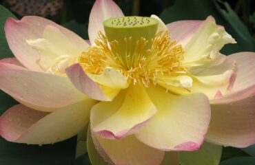 Loto (Padma / Nelumbo nucifera)