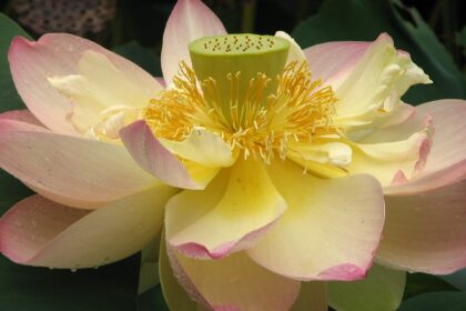 Loto (Padma / Nelumbo nucifera)