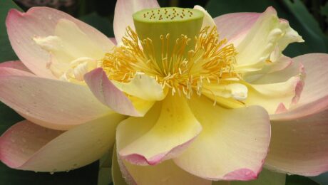 Loto (Padma / Nelumbo nucifera)