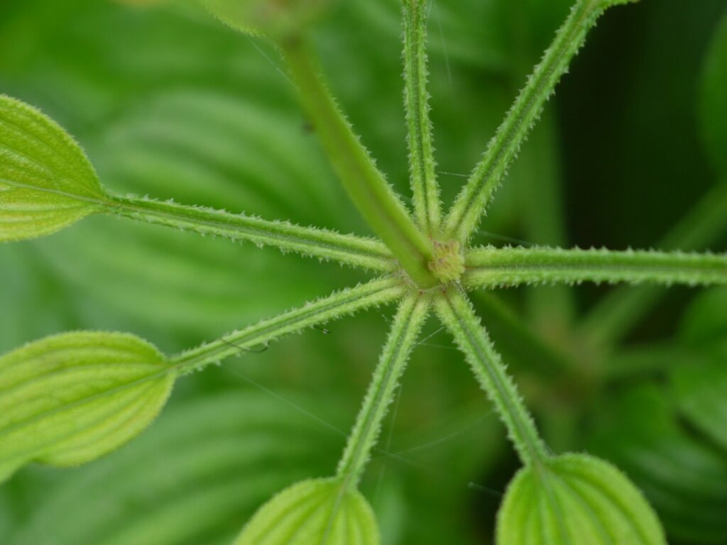 Manjishta (Rubia cordifolia)