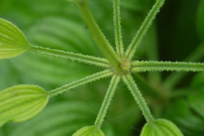 Manjishta (Rubia cordifolia)
