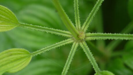 Manjishta (Rubia cordifolia)