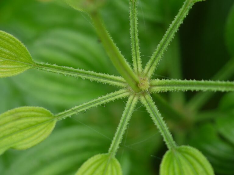 Manjishta (Rubia cordifolia)