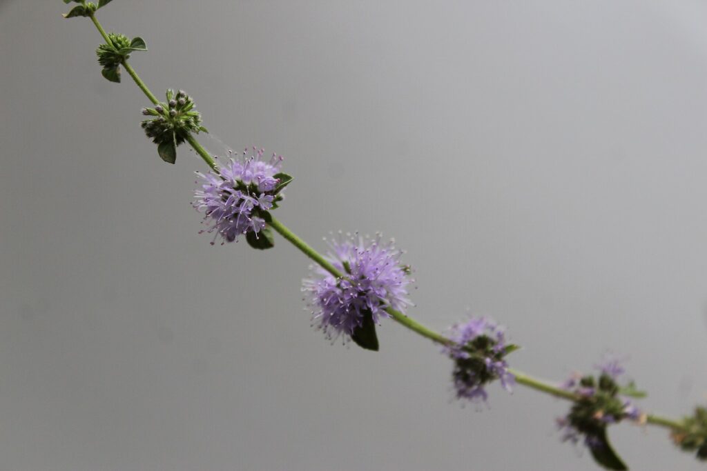 Poleo (Mentha pulegium)