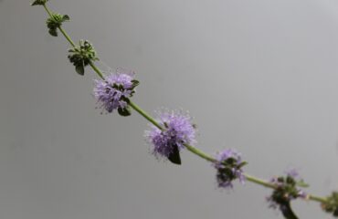 Poleo (Mentha pulegium)
