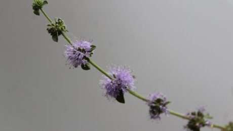 Poleo (Mentha pulegium)