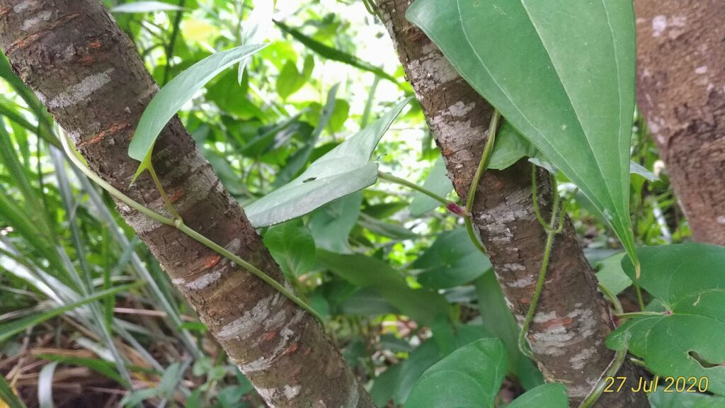 Fo-ti (He shou wu / Polygonum multiflorum)