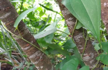 Fo-ti (He shou wu / Polygonum multiflorum)