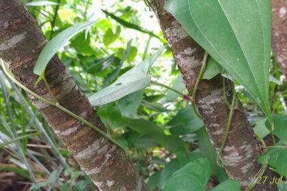 Fo-ti (He shou wu / Polygonum multiflorum)