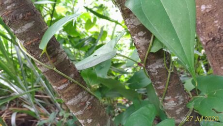 Fo-ti (He shou wu / Polygonum multiflorum)