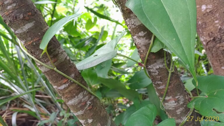 Fo-ti (He shou wu / Polygonum multiflorum)