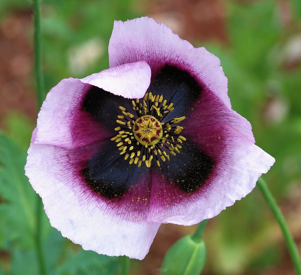 Amapola — semillas no narcóticas (Papaver spp.)