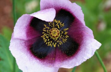 Amapola — semillas no narcóticas (Papaver spp.)