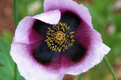 Amapola — semillas no narcóticas (Papaver spp.)